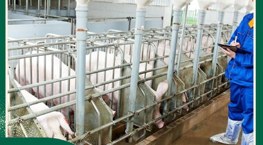 NÔNG NGHIỆP CHĂN NUÔI