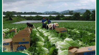 農業栽培の求人