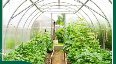 NÔNG NGHIỆP TRỒNG TRỌT